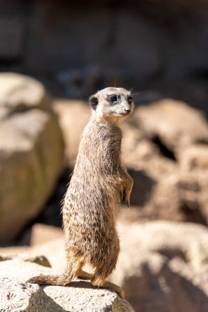 istock A lone meerkat standing on a rock 1280150896