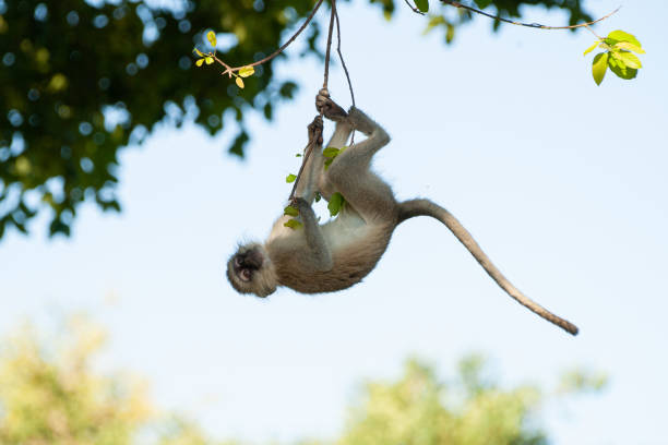 Vervet Monkey stock photo