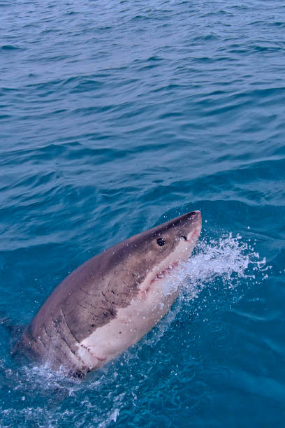 istock Great White Shark, Gansbaai, South Africa 1280152634