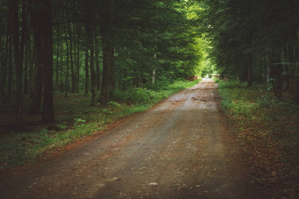 istock A road in a mysterious forest, Landscape Park, Nowiny, Poland 1280152657