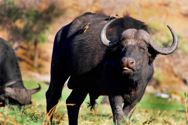 istock Buffalo, Chobe National Park, Botswana 1280152732