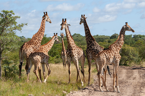 A Group of Southern Giraffe seen on a safari in South Africa