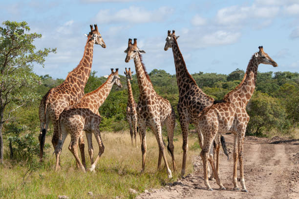Journey of Giraffe stock photo