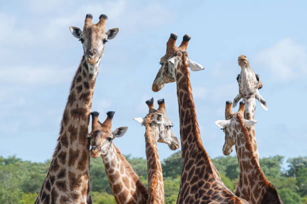 istock Journey of Giraffe 1280153881
