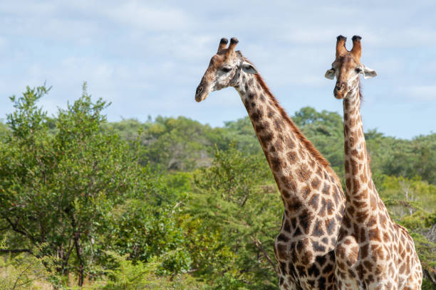 istock Journey of Giraffe 1280154150
