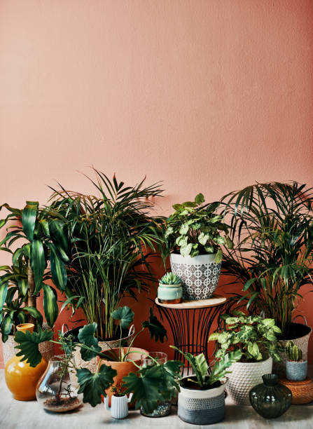istock A green home is a happy home 1280154271