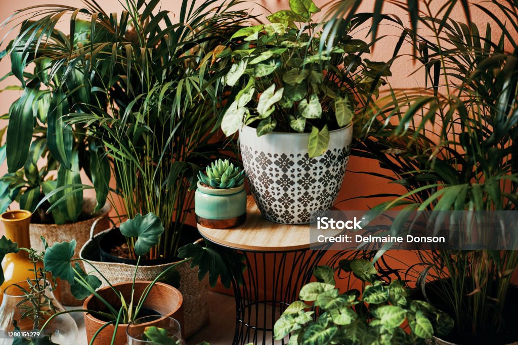 Give your home a good dose of greenery Shot of plants growing in vases at home Houseplant Stock Photo