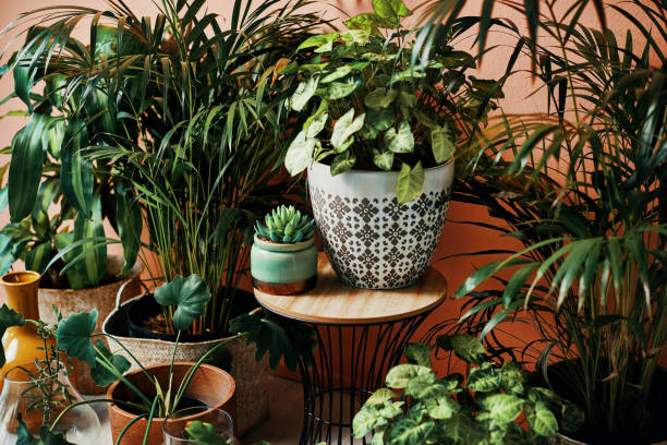 give your home a good dose of greenery - flower pot imagens e fotografias de stock