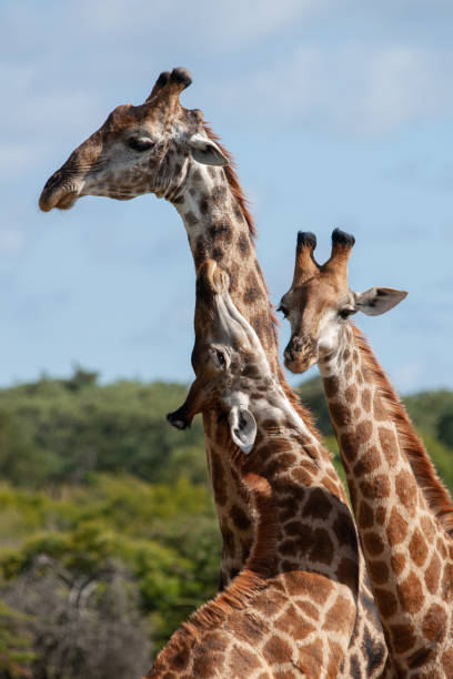 istock Journey of Giraffe 1280155217