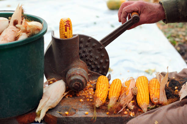 Old manual corn shucker, stripping and shelling of corn cobs