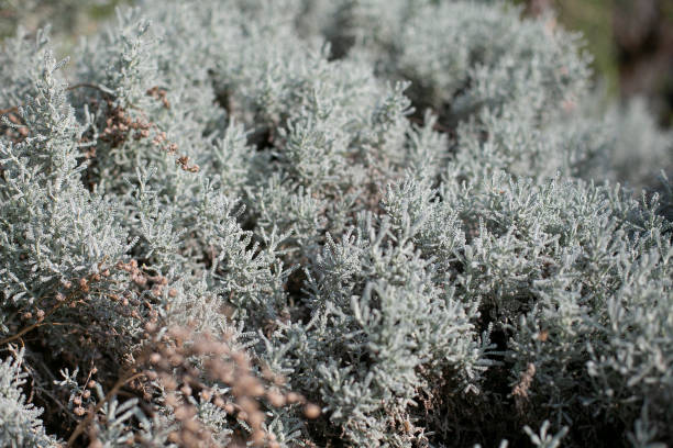 istock Bush in botanical garden 1280155780