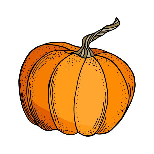 иллюстрация векторной тыквы. симпатичные мультяшные оранжевые тыквы овощи изолированы на белом фоне. нарисованная вручную графическая ил� - white background thanksgiving halloween holidays and celebrations stock illustrations