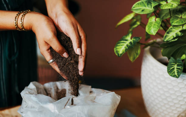 istock When life gives you dirt, grow through it 1280157138