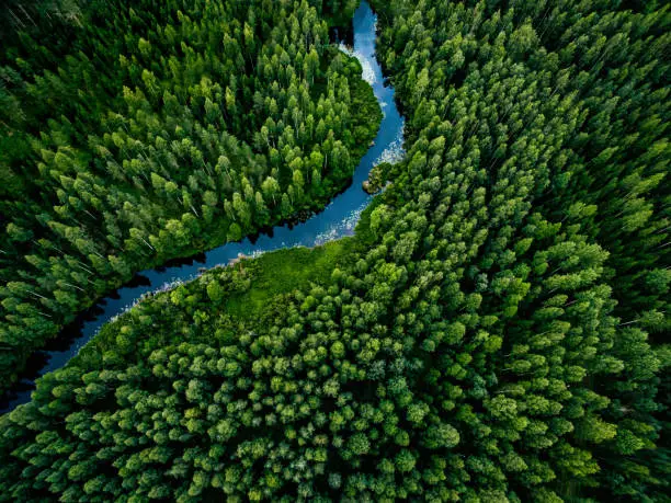 Aerial view of green grass forest with tall pine trees and blue bendy river flowing through the forest in Finland