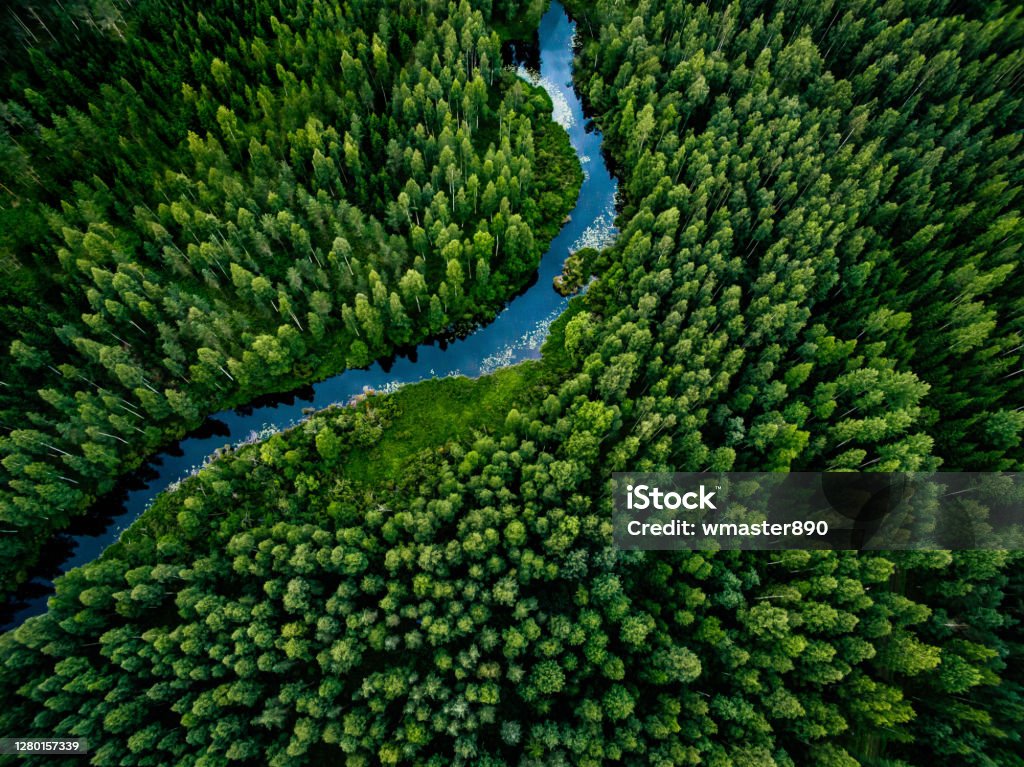 Aerial view of green grass forest with tall pine trees and blue bendy river flowing through the forest Aerial view of green grass forest with tall pine trees and blue bendy river flowing through the forest in Finland Forest Stock Photo