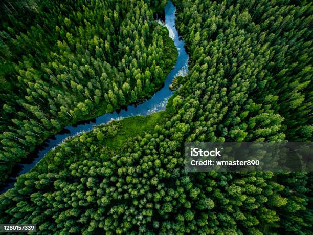 Aerial View Of Green Grass Forest With Tall Pine Trees And Blue Bendy River Flowing Through The Forest Stock Photo - Download Image Now