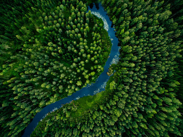 vista aerea della foresta di erba verde con alti pini e fiume blu che scorre attraverso la foresta - pine wood forest river foto e immagini stock