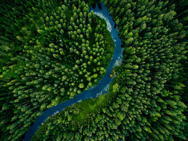 aerial view of green grass forest with tall pine trees and blue bendy river flowing through the forest - river imagens e fotografias de stock