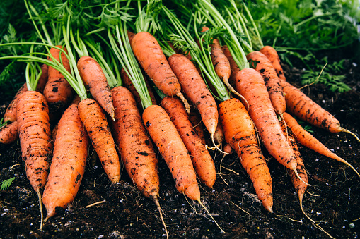 Fresh carrots. Harvest fresh organic carrots on the ground.