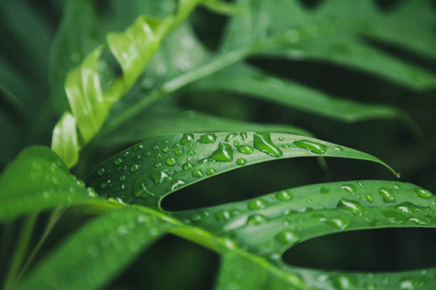 istock Green leaves texture background with rain water drops 1280161112