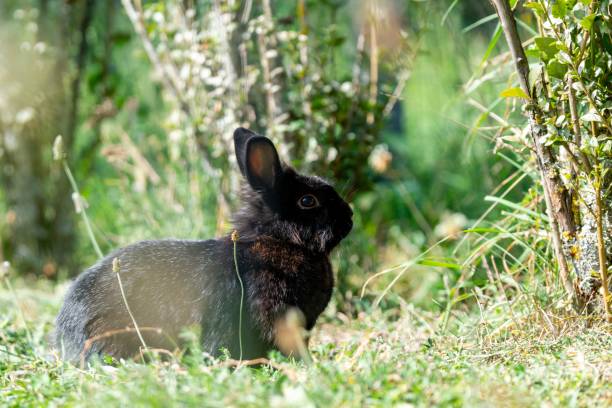 istock portrait of rabbit in the grass 1280161286