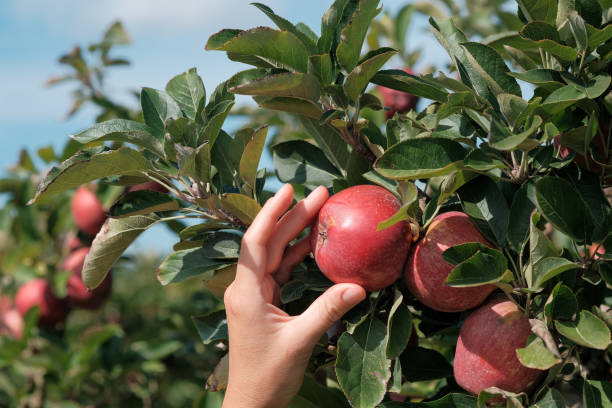 istock Traditional collecting organic red apples in Spain 1280163282
