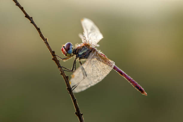 istock The dragonfly with spread wings sits on a dry bridge. 1280163654