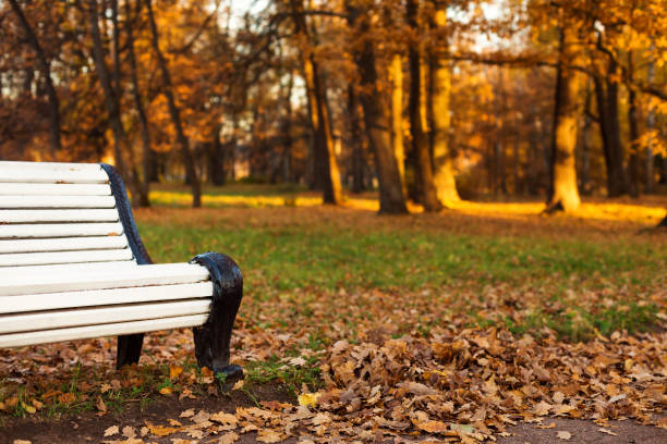 istock White wooden bench in autumn park, nobody. 1280164335