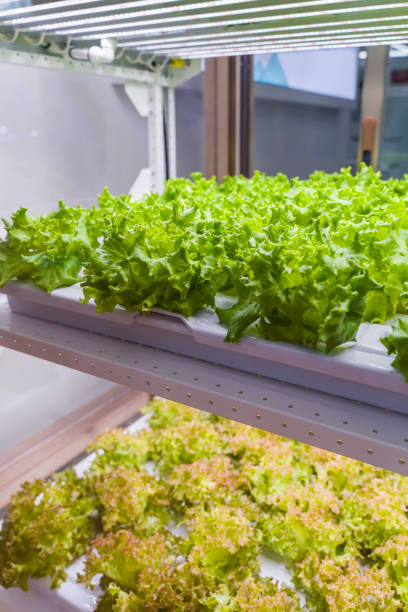 istock Greenhouse vegetables Plant with Led Light Indoor Farm Technology 1280164569