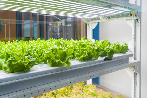 istock Greenhouse vegetables Plant with Led Light Indoor Farm Technology 1280165034