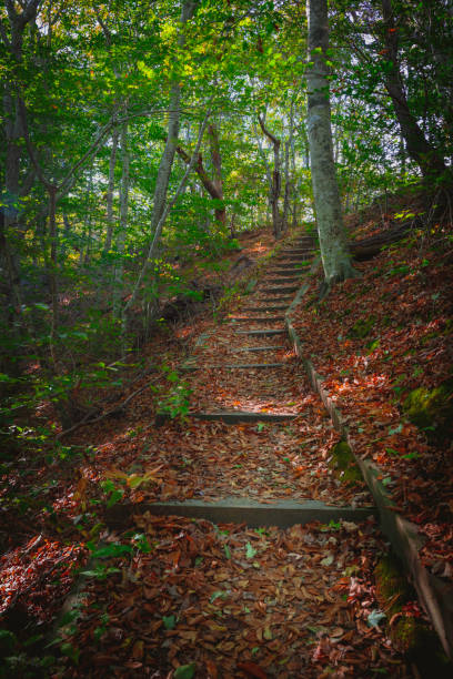 istock Wooden trail steps on the brown leave-covered hill in a tranquil forest on Cape Cod 1280165558