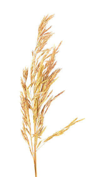 Dried wild spikelet flowers, isolated on white background. Spikelet flowers wild meadow plants