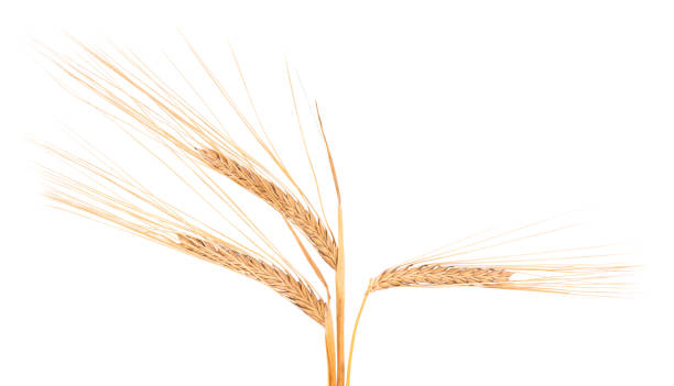 istock Dry spikelets of wheat, isolated on white background. 1280166541