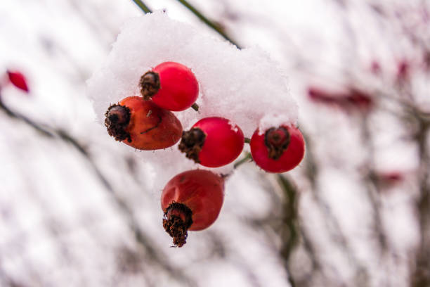 istock Rose hip stripe in the snow 1280166833