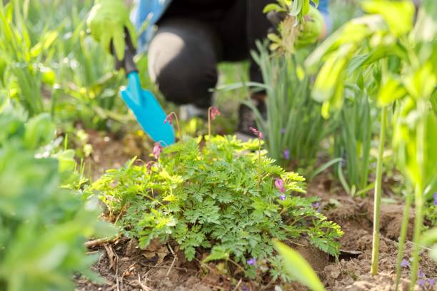 istock Working with soil and flowers in your backyard garden in spring 1280167119