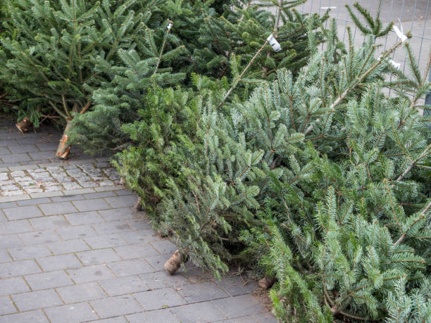 istock Christmas tree sale in the city 1280167379