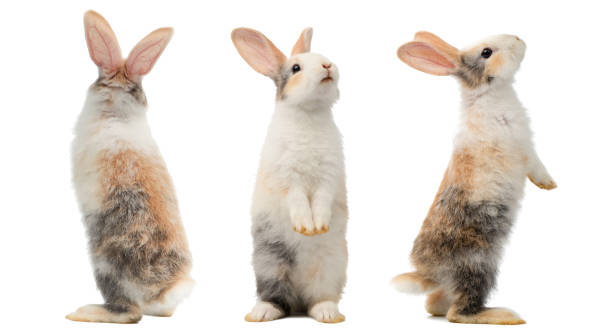beaucoup de poses debout différentes de trois lapins mignons de couleur. belle action des jeunes lapins - rabbit hairy gray animal photos et images de collection
