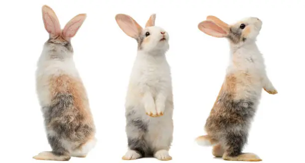 Many different standing poses of three colour cute little rabbits.Lovely action of young rabbits.