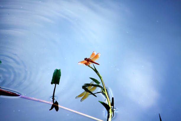 Dragonflies are a type of insect that lives near water.
