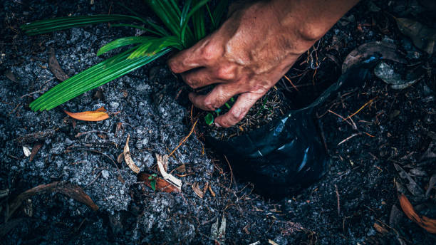istock Man holding sprout and planting in the ground on working field 1280168893