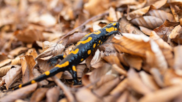 istock Little fire salamander moving on leafs in autumn. 1280169243