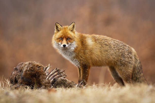 istock Red fox looking to the camera on meadow in autumn. 1280169340