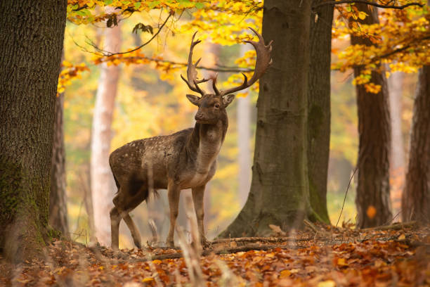 istock Big fallow deer standing in forest in autumn nature. 1280169484
