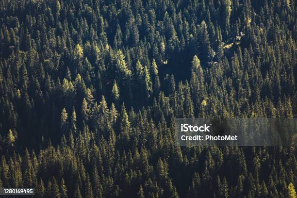 Forests In Val Sesis At Summer Sappada Territory Fvg Region Italy Stock Photo - Download Image Now
