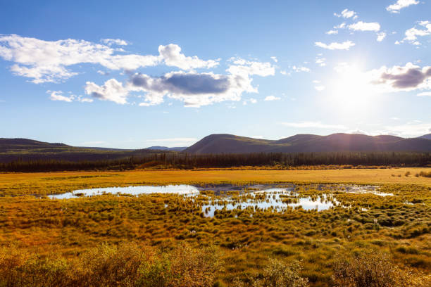 Beautiful View of the Meadow Fields during a sunny sunset in Fall Season. North of Whitehorse, Yukon, Canada.