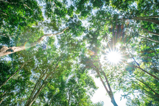 istock Green rubber tree forest with sun light uprisen view 1280170246