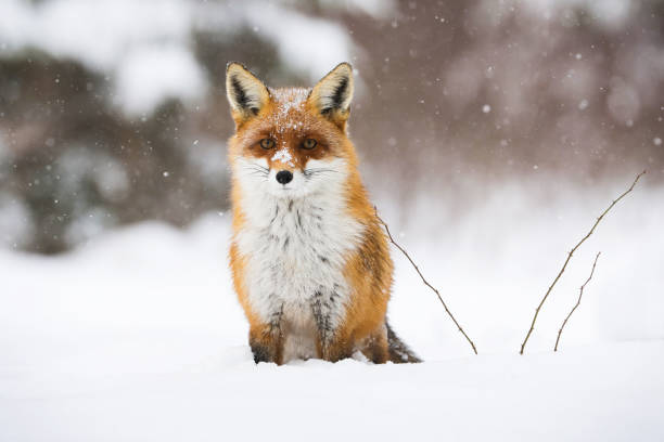 istock Calm red fox sitting on snow in wintertime nature. 1280170268