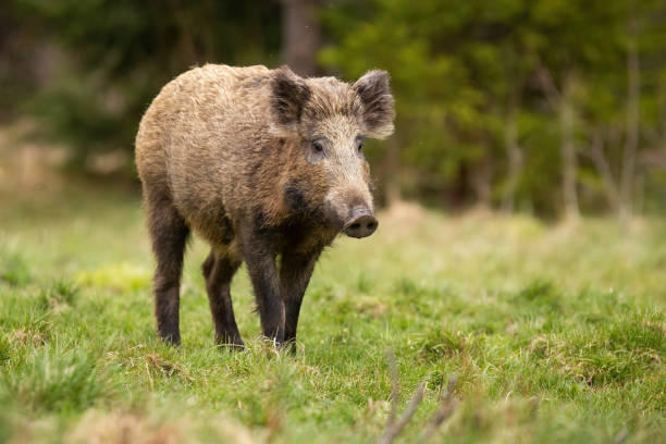 istock Hairy wild boar walking on meadow in autumn nature. 1280170295