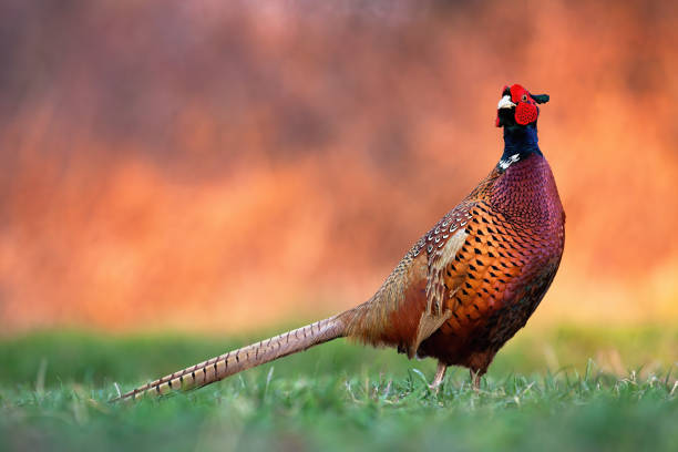istock Common pheasant standing on meadow in autumn nature. 1280170309