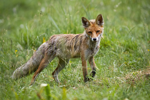 Red fox, vulpes vulpes, walking on meadow in summertime nature. Wild mammal looking on green field. Orange predator marching on grassland in summer.